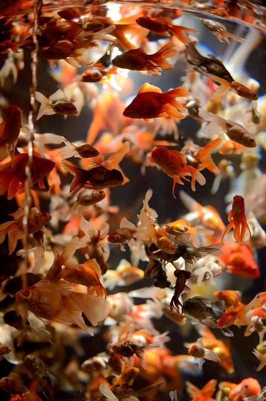 アートアクアリウム展 ~大阪・金魚の艶~ 其の四_f0032011_1935996.jpg