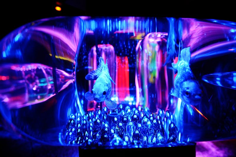 アートアクアリウム展 ~大阪・金魚の艶~ 其の四_f0032011_19581979.jpg