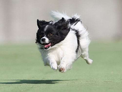 ゆいまーる淡路島で飛行犬（2月16日）_e0196319_8424558.jpg