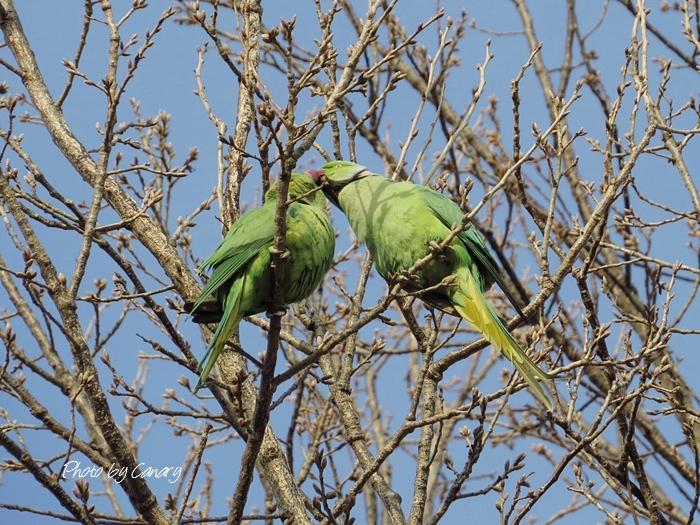 今日の鳥　モズ・ワカケホンセイインコ・ムクドリ　2014/2/19_d0129921_221346.jpg