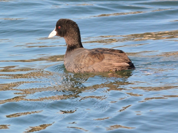 オオバン（大鷭）/Eurasian coot_b0309841_0583291.jpg