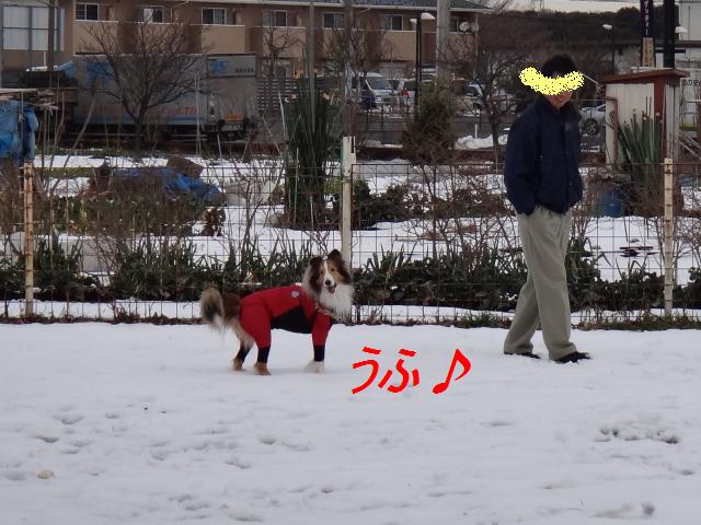 手術、大成功わん♪_e0195743_1492915.jpg