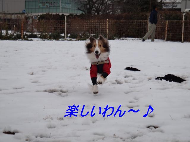 手術、大成功わん♪_e0195743_255939.jpg