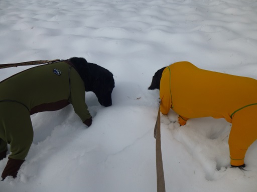 またも、大雪_f0107145_173412.jpg