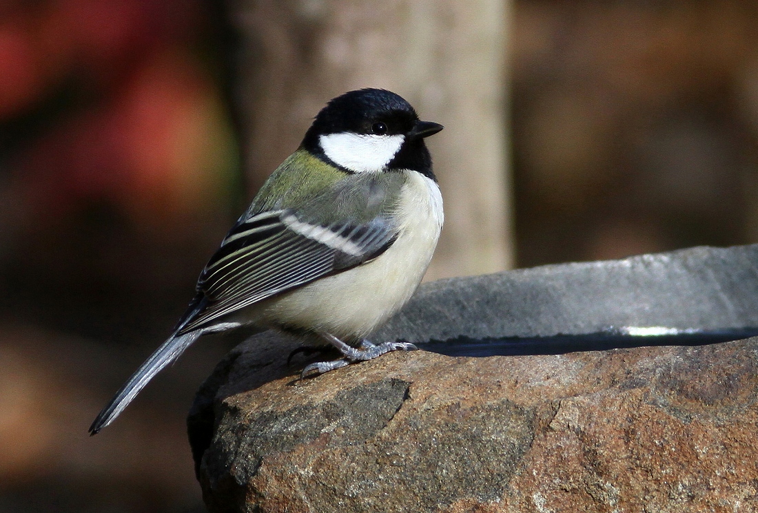 水場の鳥さん_f0238447_193507.jpg