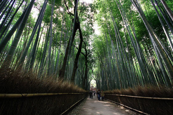 京都の密かな名所、嵐山から「鳥居本」へ_c0257955_1823249.jpg