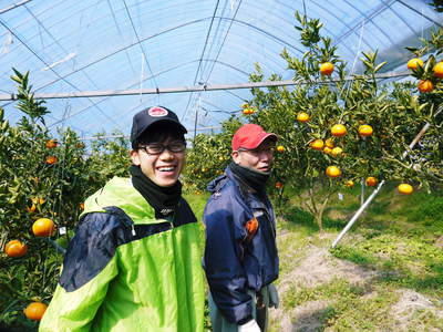 究極の柑橘「せとか」 初収穫!&「プリンセスせとか」初出荷!! その2(今年の味は?)_a0254656_17455310.jpg