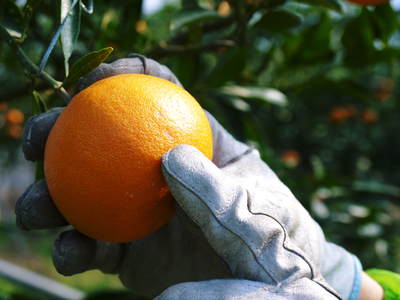 究極の柑橘「せとか」　初収穫！＆「プリンセスせとか」初出荷!!　その２（今年の味は？）_a0254656_17564812.jpg