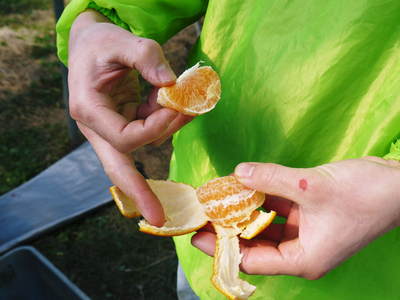 究極の柑橘「せとか」　初収穫！＆「プリンセスせとか」初出荷!!　その２（今年の味は？）_a0254656_1818974.jpg