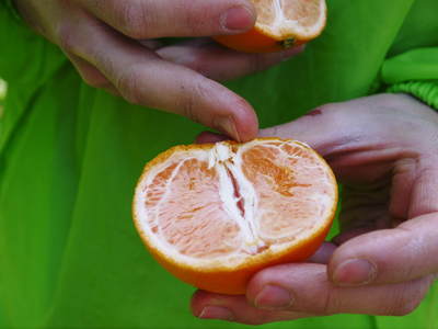 究極の柑橘「せとか」　初収穫！＆「プリンセスせとか」初出荷!!　その２（今年の味は？）_a0254656_183185.jpg