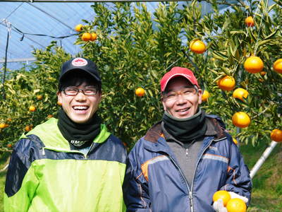 究極の柑橘「せとか」　初収穫！＆「プリンセスせとか」初出荷!!　その２（今年の味は？）_a0254656_18522157.jpg