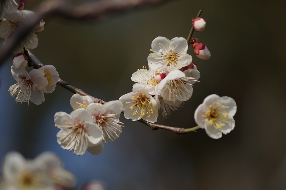 岡本梅林公園の梅_b0063958_23122937.jpg