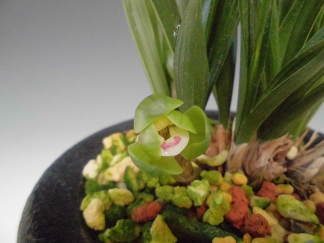 春蘭 楊氏素×翠蓋 : DREAM GRASSES