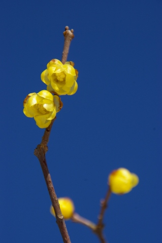 e0045768_22114630.jpg