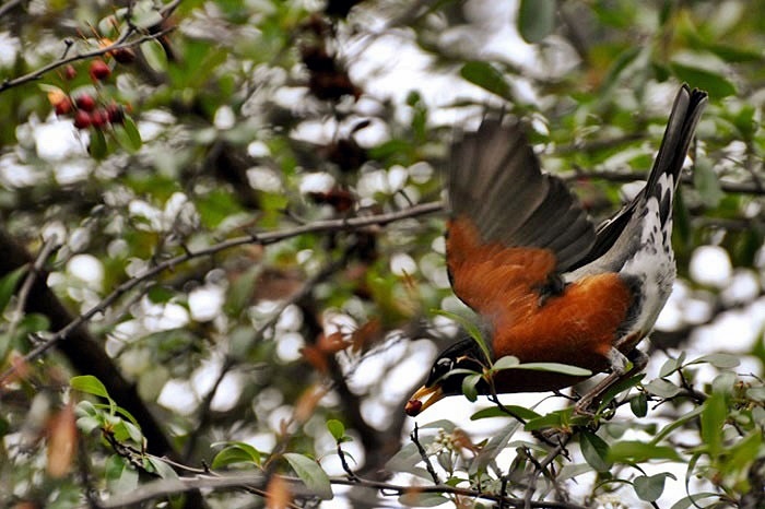 American Robin_a0126969_644761.jpg