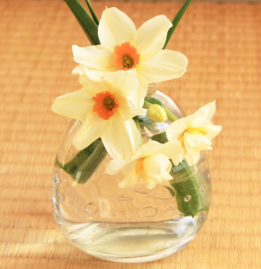 折れた水仙は花瓶で活かします 成長する家 つれづれ日記 折れた水仙は花瓶で活かします 成長する家 つれづれ日記