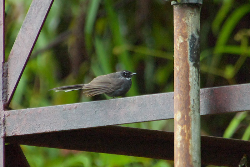 キナバル公園本部付近の野鳥（2008年4月）_f0090680_23492155.jpg