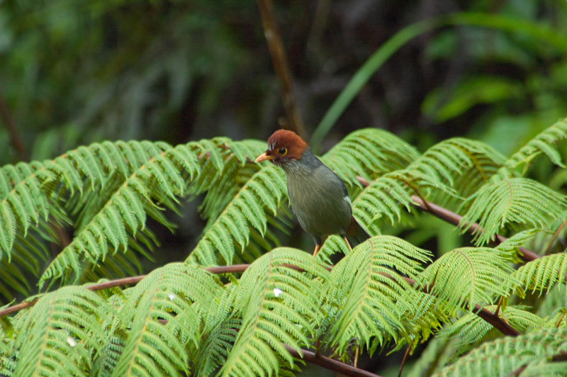 キナバル公園本部付近の野鳥（2008年4月）_f0090680_23501024.jpg