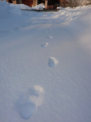 ぜんぶ雪のせいだ!_b0219993_169471.jpg