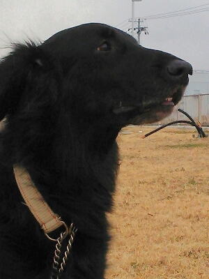 f0176196_183173.jpg