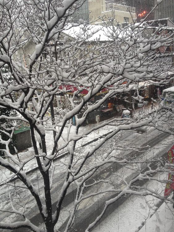 雪は降る～～♪　　　あなたは来ない～～♪_c0027701_1743119.jpg