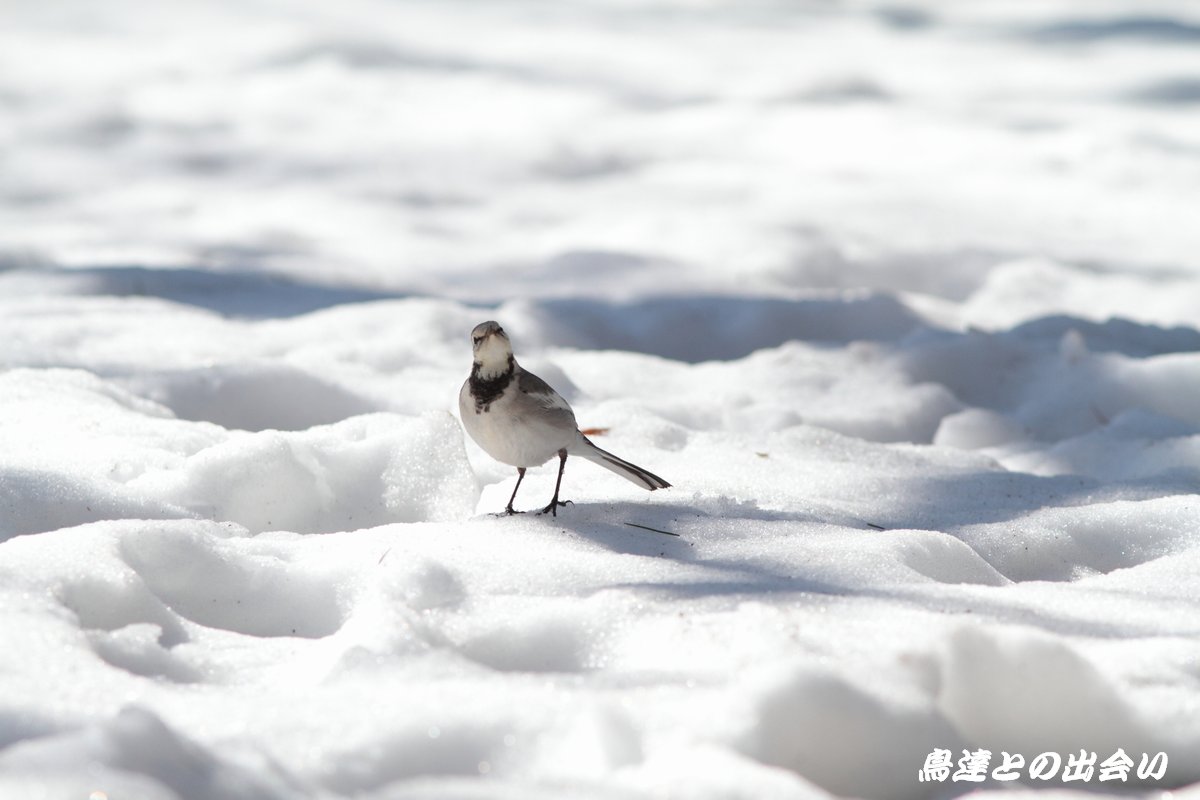 雪の中の鳥　・・・　ハクセキレイ、キジバト_e0139623_2162572.jpg