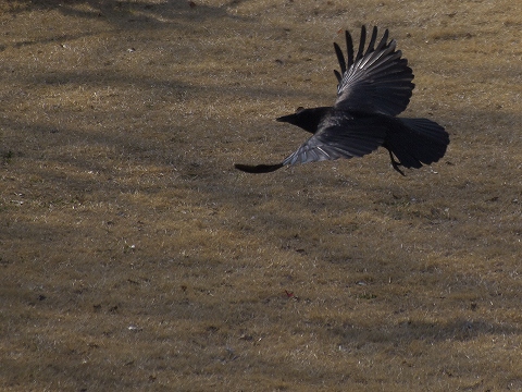 鳥を探しに_c0077531_17432472.jpg
