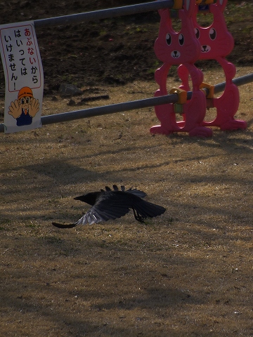 鳥を探しに_c0077531_17446100.jpg