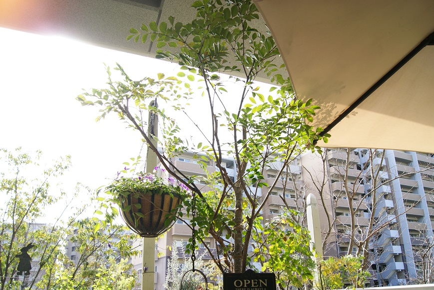 c0298740_525148.jpg