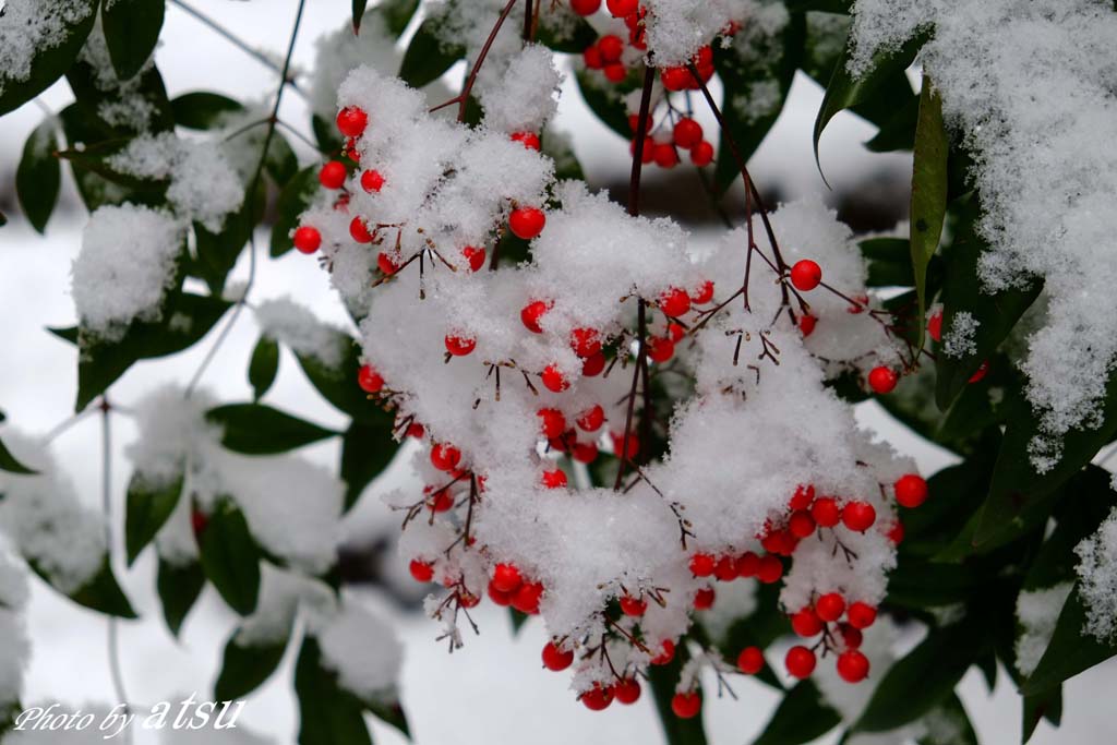 雪の鞍馬山-2_d0250840_154156.jpg