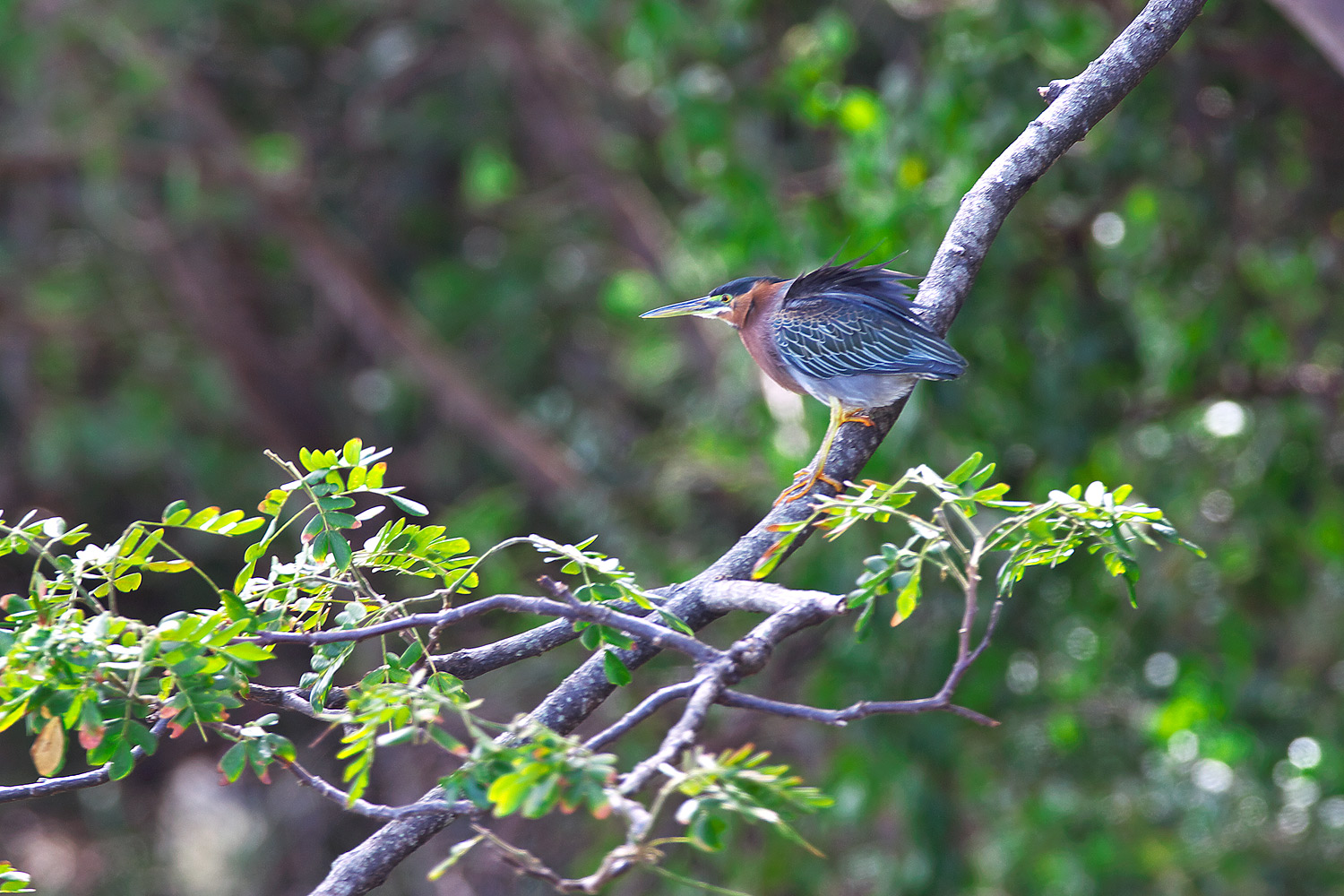 アメリカササゴイ Green Heron ぼちぼち と 野鳥大好き O アメリカササゴイ Green Heron ぼちぼち と 野鳥大好き O