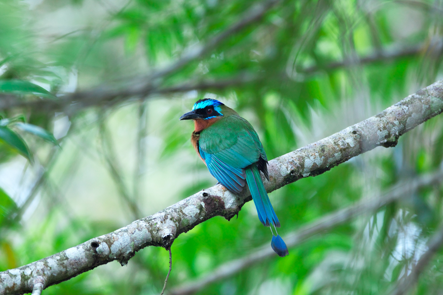 ハチクイモドキ　Trinidad Motmot　（Blue-crowned Motmot）_d0013455_19493854.jpg