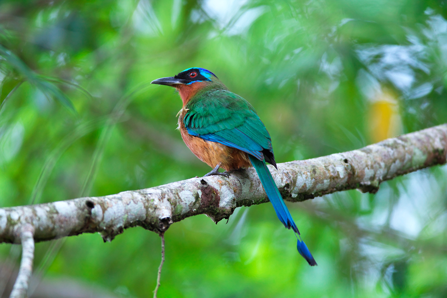 ハチクイモドキ　Trinidad Motmot　（Blue-crowned Motmot）_d0013455_19494117.jpg