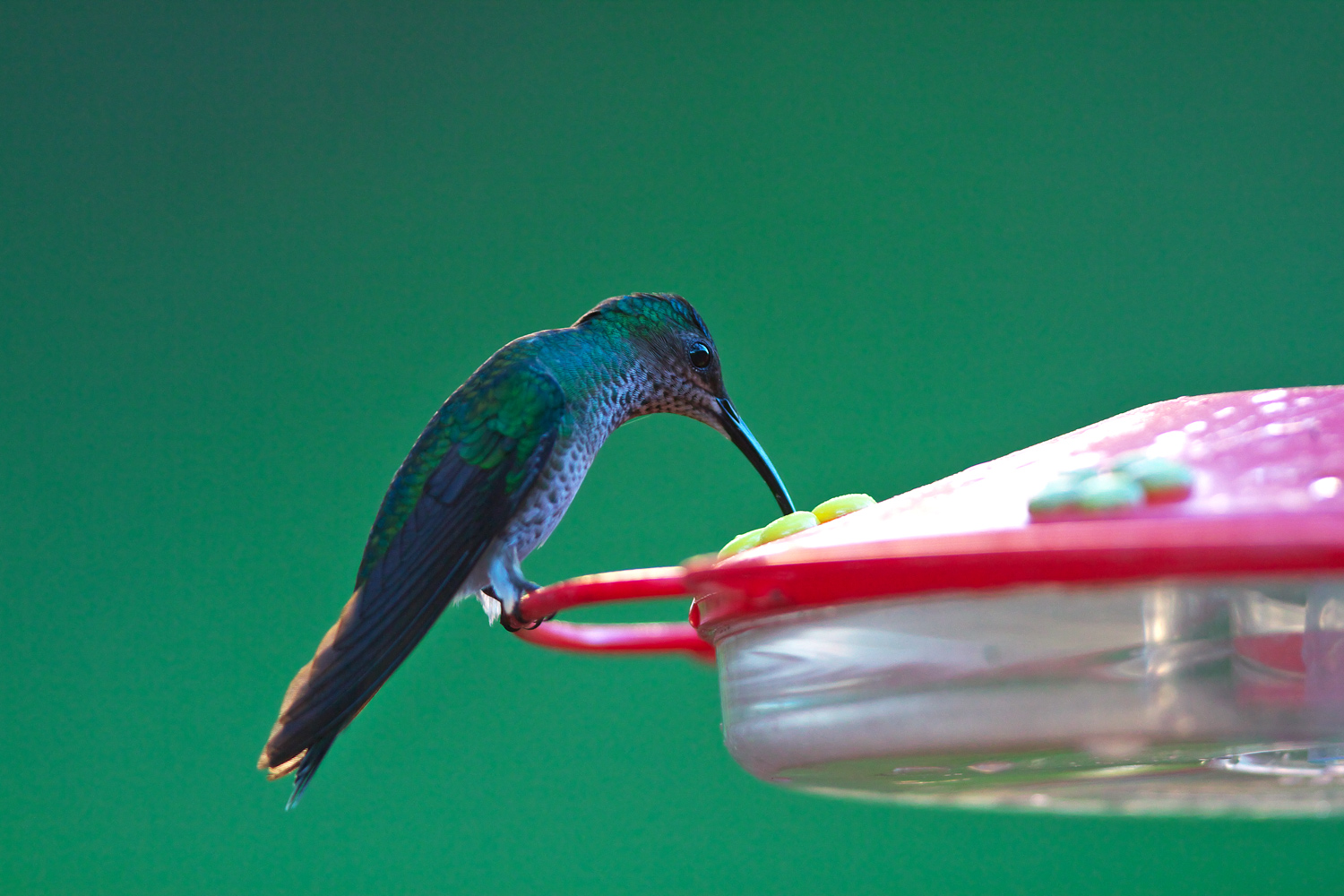 シロエリハチドリ　White-necked Jacobin_d0013455_20320160.jpg