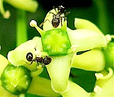 『蟻 と 蜜』 アミメアリ Pristomyrmex punctatus、マサキ Euonymus japonicus_f0238961_22101948.jpg