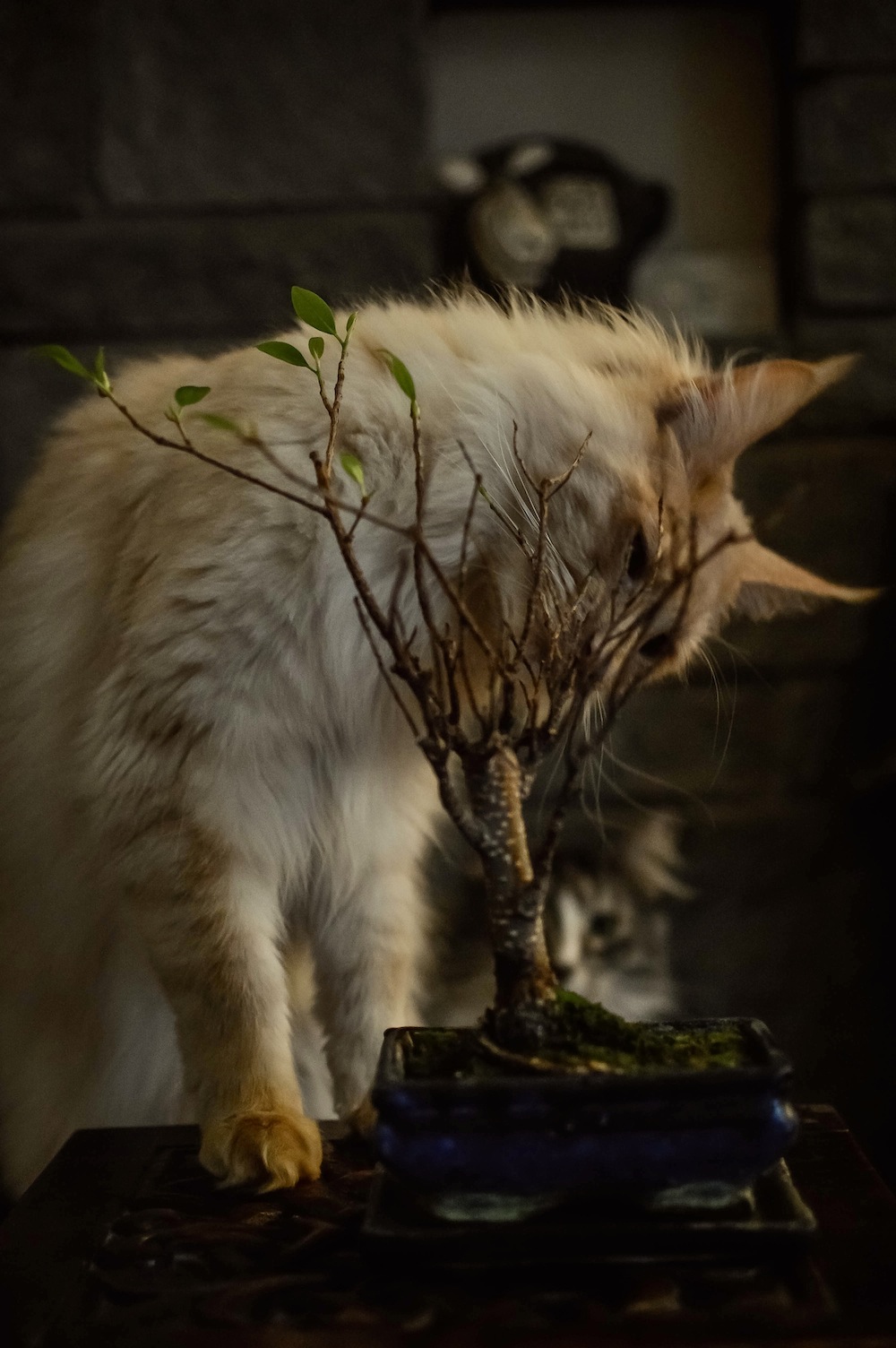 無花果の盆栽　- Fig Bonsai -_e0305164_5331284.jpg