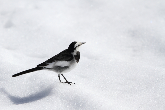 ★先週末の鳥類園（2014.2.15～16）_e0046474_15425592.jpg