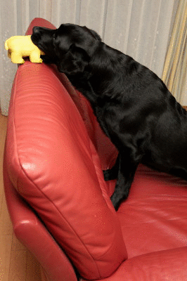 f0037378_22164187.gif