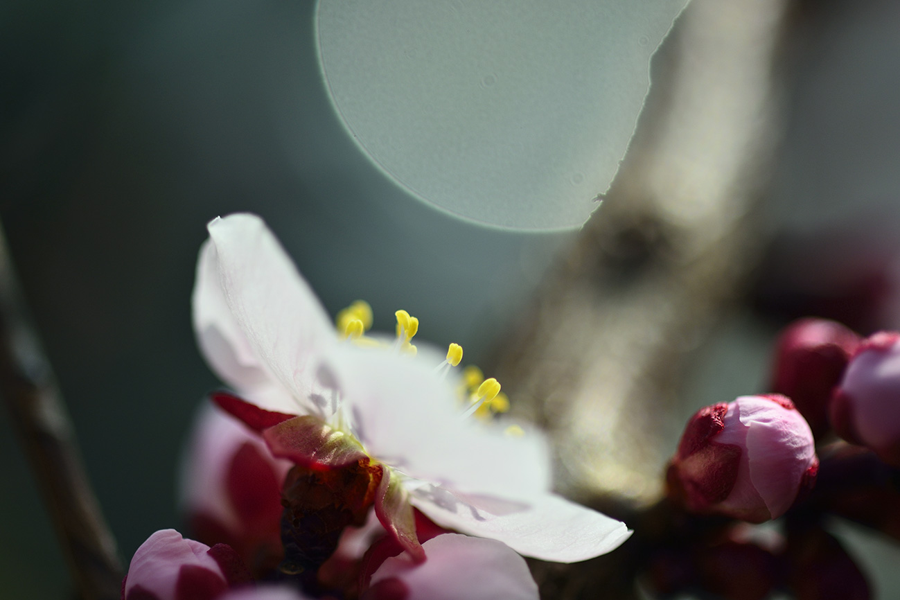 梅の花　異風景_a0110584_22342211.jpg