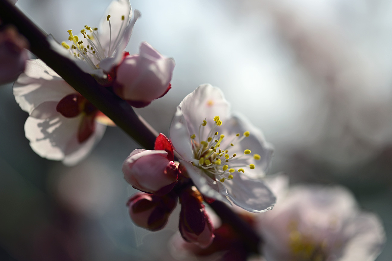 梅の花　異風景_a0110584_22342861.jpg