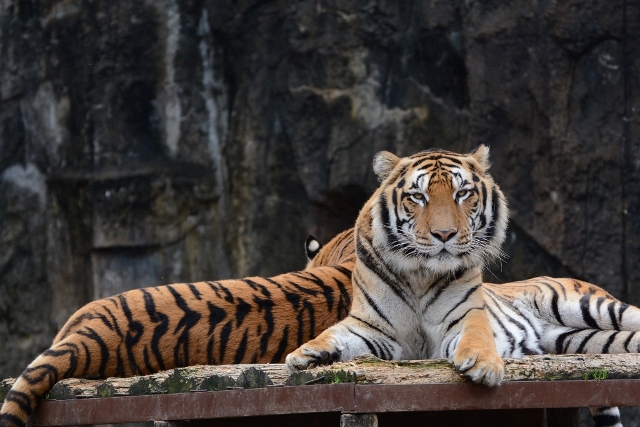 ２０１４年２月　とべ動物園　その２　ヒョウガイドとピューマガイド_a0052986_7345284.jpg