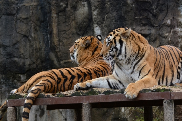 ２０１４年２月　とべ動物園　その２　ヒョウガイドとピューマガイド_a0052986_7352462.jpg