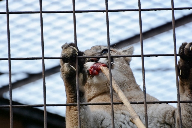 ２０１４年２月　とべ動物園　その２　ヒョウガイドとピューマガイド_a0052986_7404215.jpg