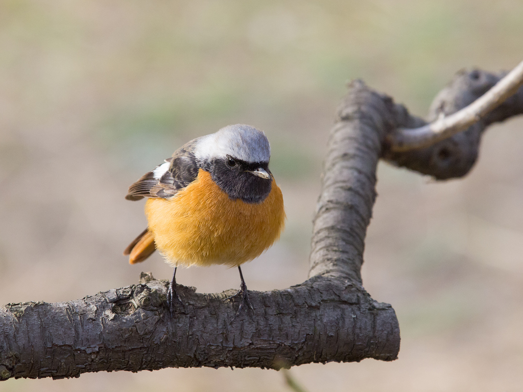 「楽しい楽しい野鳥撮影♪」_a0133692_1501914.jpg