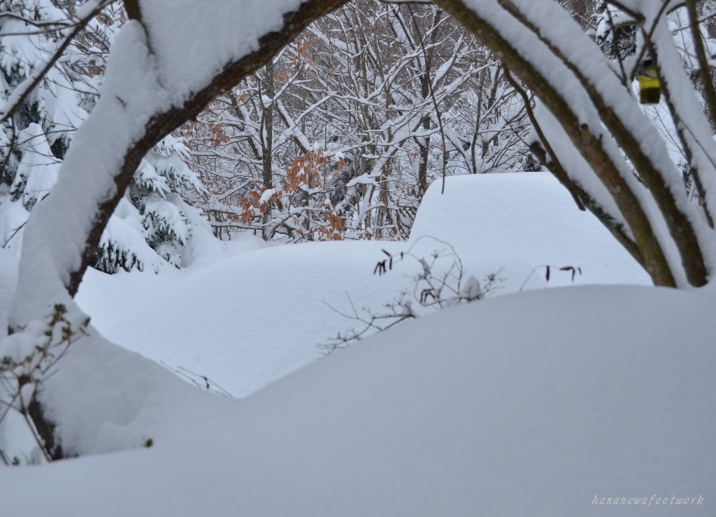 積もった積もった・・・❄❄❄　2014.2.15_b0228502_0321021.jpg