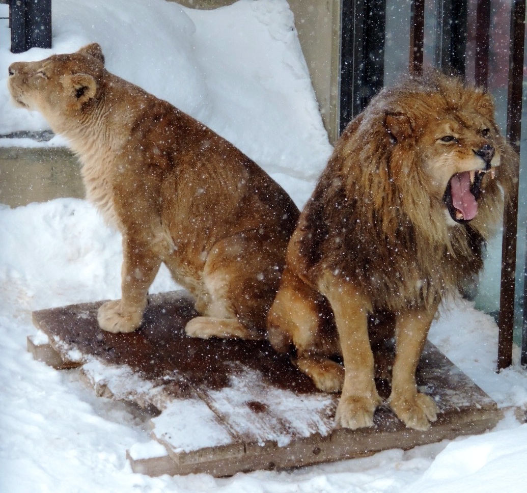 場所争い ｜ ライオン ライラ・レイラ 旭山動物園_e0319302_1545988.jpg