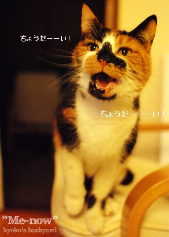 「ちょうだーい!」_b0253205_39727.jpg