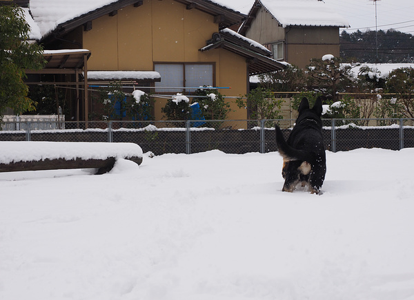 ロクちゃん初めての里帰り３（米子で雪遊び）_f0180607_315498.jpg