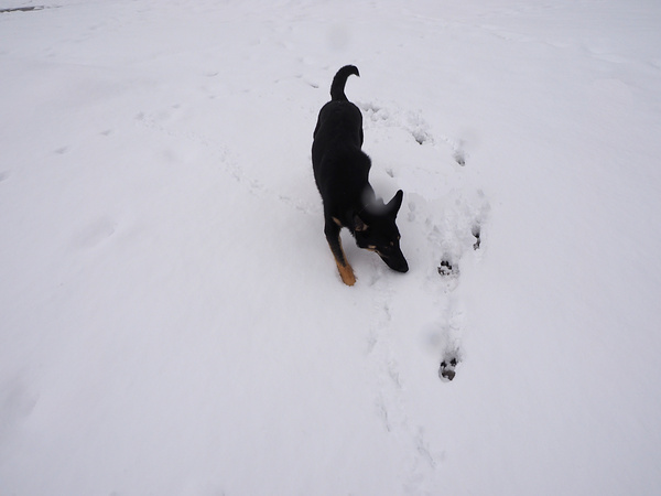 ロクちゃん初めての里帰り３（米子で雪遊び）_f0180607_32270.jpg