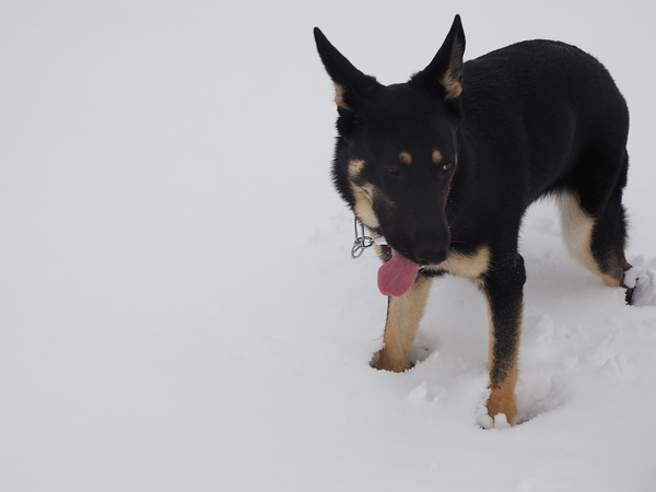 ロクちゃん初めての里帰り３（米子で雪遊び）_f0180607_32720.jpg